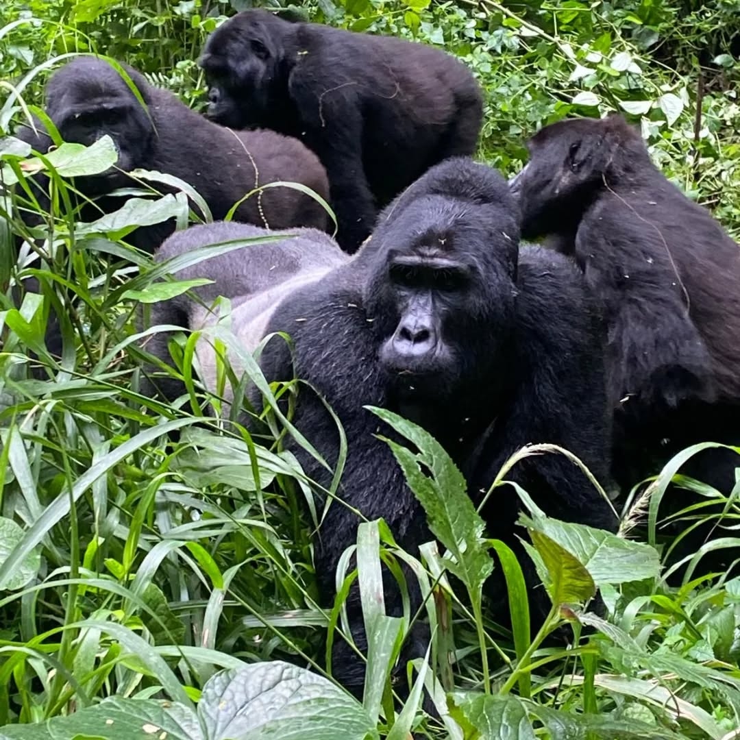 Uganda — Gorilla trekking in Bwindi & wildlife