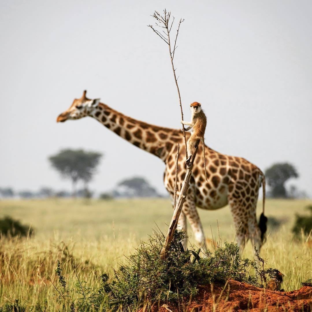 Uganda Safari — Gorilla Trekking in Bwindi