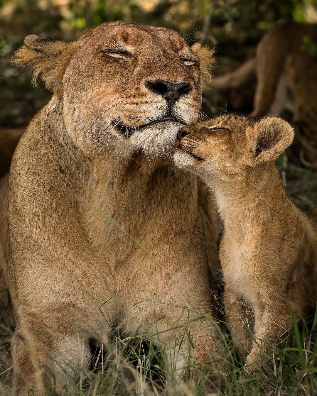 Classic Kenya Safari — Maasai Mara & Amboseli