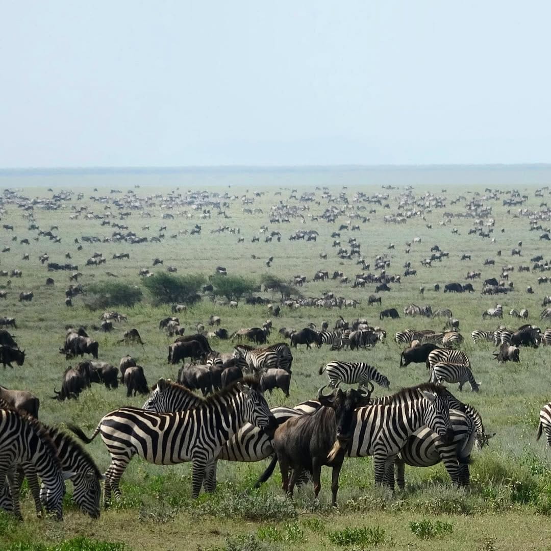 Serengeti Safari
