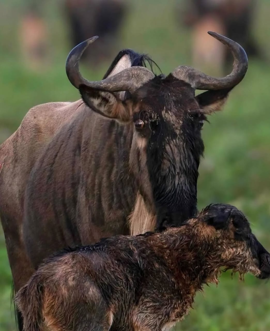 Top Safari Destinations